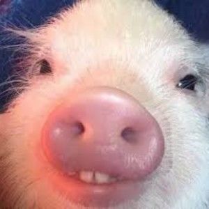 Meet your Posher, Kalyca